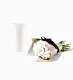 25 Stems of Chiffon Italian Ranunculus in a 12cm Glazed White Fluted Vase