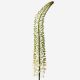 Wispy White Foxtail Lily