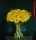 Sunshine Gerbera Daisy