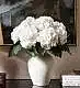 Cloud White Hydrangea 