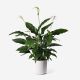 Large Peace Lily Plant