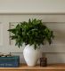 Green Skimmia Foliage in our Medium Mayfair Blanc Vase