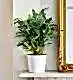 Blue Wave Fern in our complimentary white pot