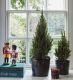 Small Potted Tree & Mini Potted Tree in our complimentary anthracite pots