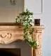 Ivy Plant in our complimentary white pot