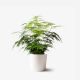 Asparagus Fern