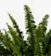Boston Fern Plant