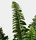 Boston Fern Plant