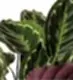 Tortoiseshell Calathea Medallion Plant