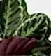 Tortoiseshell Calathea Medallion Plant
