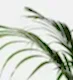 Areca Palm