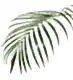 Areca Palm