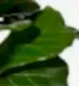 Fiddle-Leaf Fig Plant