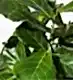 Fiddle-Leaf Fig Plant