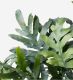 Philodendron