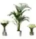 Areca Palm