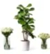 Fiddle-Leaf Fig Plant