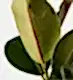 Forest Rubber Plant