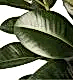 Forest Rubber Plant