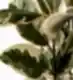 Camouflage Rubber Plant