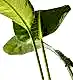 Paradise Strelitzia