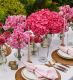 Cherry Crush Hydrangea 