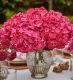 Cherry Crush Hydrangea 