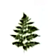 Fern Foliage
