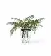 Fern Foliage in a Royal Windsor Vase