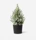 Miniature Frosted Tree with Anthracite Ceramic Pot