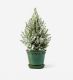 Miniature Frosted Tree with Glazed Emerald Pot - 16cm