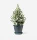 Miniature Frosted Tree with Glazed Peacock Pot - 16cm