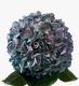 Sage Blush Hydrangea 