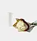 20 Stems of Ivory Avalanche Rose and Glazed White Fluted Vase