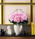 Pink Knickers Hydrangea 