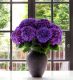 Pale Plum Hydrangea 