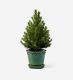 Mini Potted Tree in a Glazed Emerald Pot - 16cm