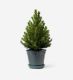 Mini Potted Tree in a Glazed Peacock Pot - 16cm