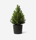 Mini Potted Tree in an Anthracite Ceramic Pot