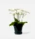 Everyday Elegance Orchid Plant in a Glazed Peacock Pot