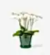 Everyday Elegance Orchid Plant in a Glazed Emerald Pot