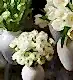 50 stems Porcelain Petit Ranunculus in a Petit Mayfair Blanc Vase