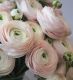 Ballet Slippers Italian Ranunculus 