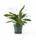 Peace Lily Plant in a Glazed Emerald Pot - 21cm