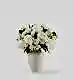 Cotton Cloud Ivory - Classic in a Small Mayfair Blanc Vase