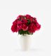 Framboise Pink - Classic in a Small Mayfair Blanc Vase