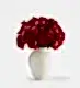 Framboise Pink - Large in a Medium Mayfair Blanc Vase
