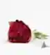 Framboise Pink - Large in our complimentary gift wrap