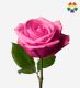 All For Love Rose