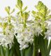 Snow White Hyacinth